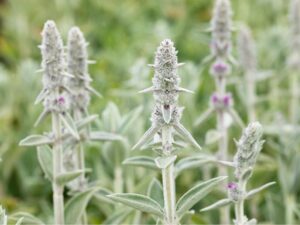 Villane nõianõges ‘Big Ears’ P17 Eestis kasvatatud