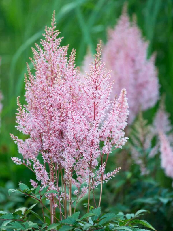 Arendsi astilbe 'Look at Me' P17 Eestis kasvatatud