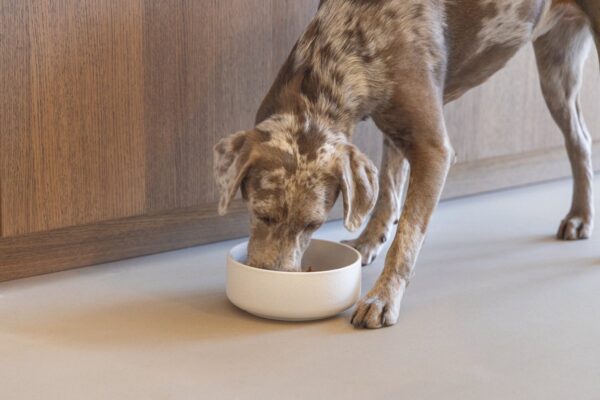 Sööginõu koerale Lojs valge Ø18x7cm 1,2L