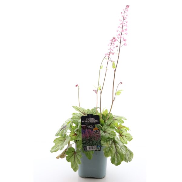 Pisipööris 'Pink Fizz' P17 Eestis kasvatatud