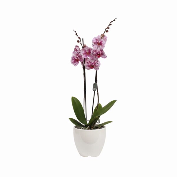 Kuuking 'Mesmerion' P12 2 õievart