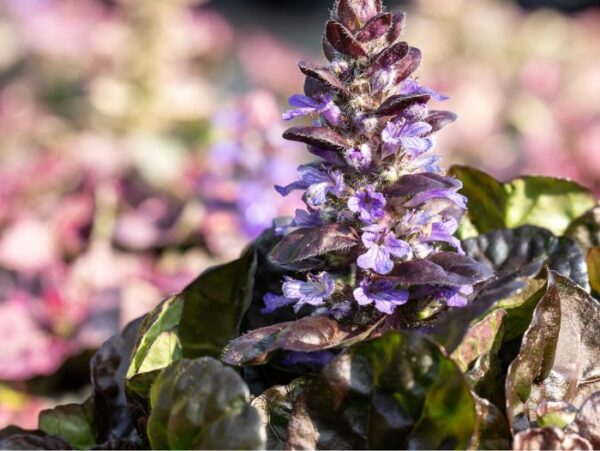 Roomav akakapsas 'Black Scallop' P12 Eestis kasvatatud