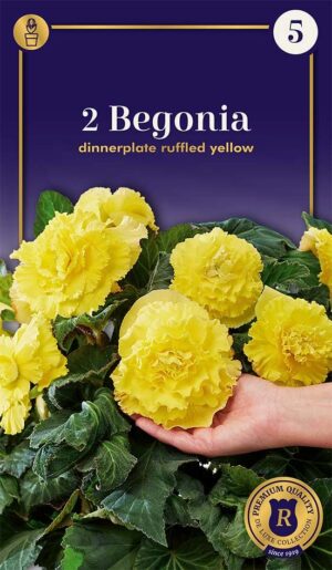 Begoonia ‘Ruffled Yellow’ 2tk
