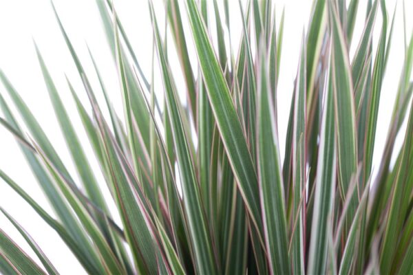 Ääris-draakonipuu P21 90-100cm 3tüve