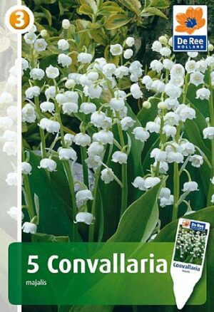 Harilik maikelluke 5tk