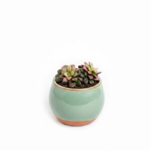 Armulill ‘Tricolor’ P5,5