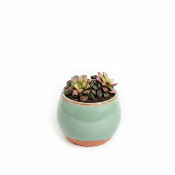 Armulill 'Tricolor' P5,5