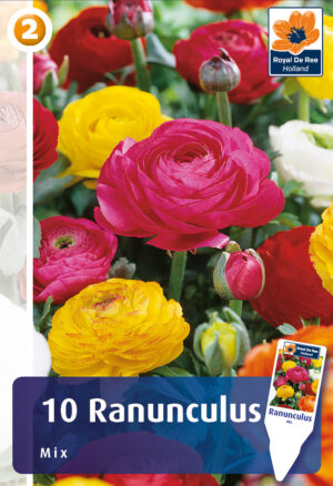 Aasia tulikas ‘Mix’ 10tk