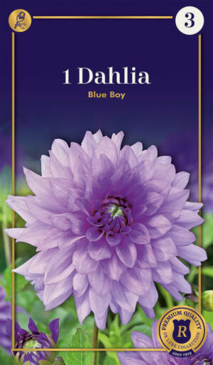 Daalia ‘Blue Boy’ 1tk