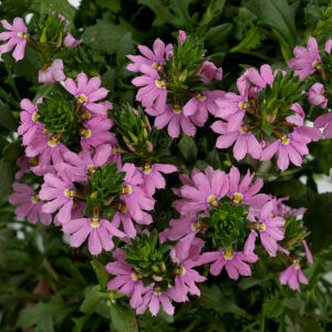 Tiiviklill ‘Blessing Pink’ 10tk