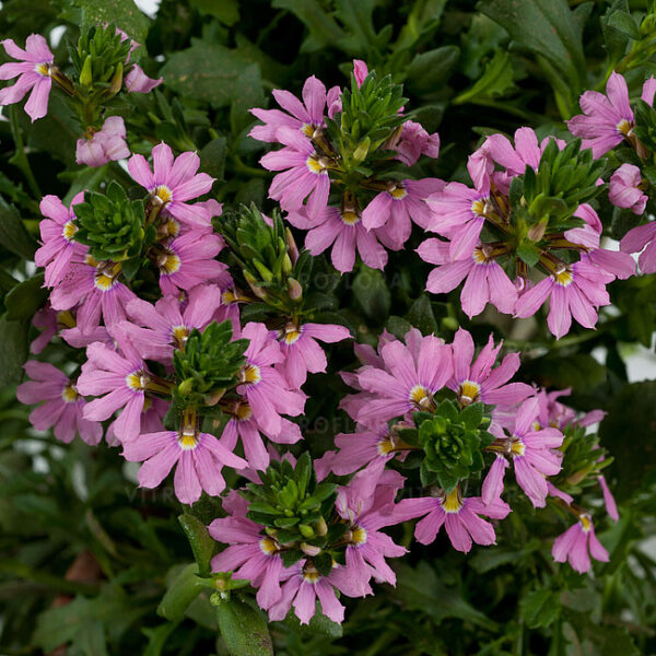 Tiiviklill 'Blessing Pink' 10tk