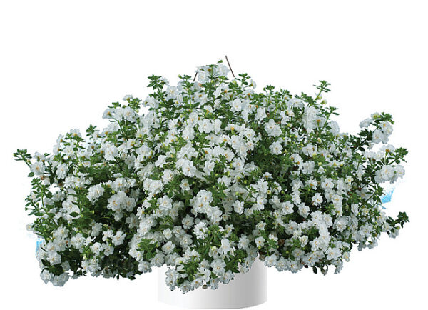 Suutera 'Scopia Double Snowball' 10tk