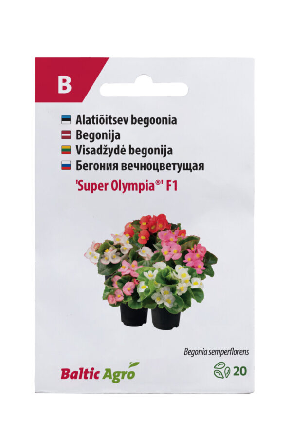 Begoonia 'Super Olympia' 20s
