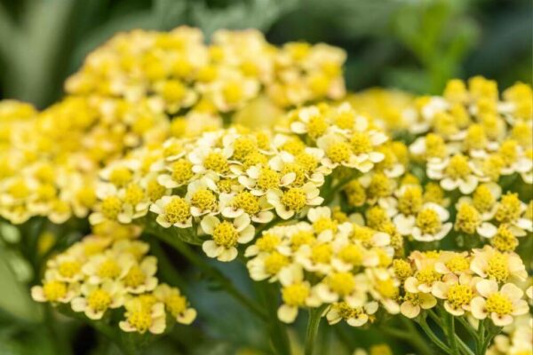 Harilik raudrohi 'Milly Rock Yellow Terracotta' P14 Eestis kasvatatud