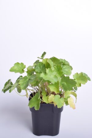 Verev helmikpööris ‘Leuchtkäufer’ P12