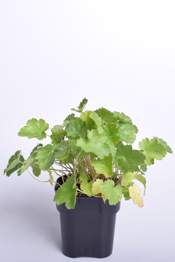 Verev helmikpööris 'Leuchtkäufer' P12