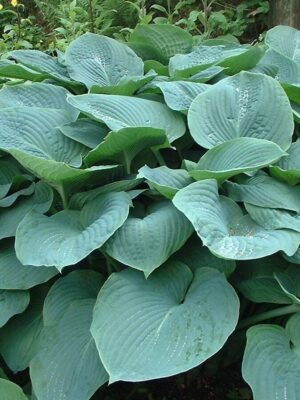 Sinihall hosta ‘Elegans’ P14 Eestis kasvatatud