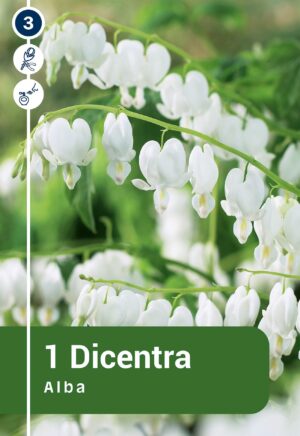 Murtudsüda ‘Alba’ 1tk