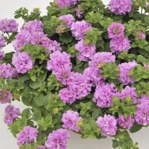 Petuunia 'Surfinia Double Lilac' 10tk