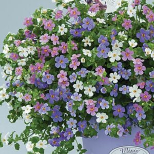 Suutera ‘FloraMix Bacopa Scopia Alysia’ 3x10tk