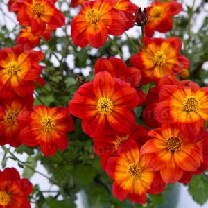 Ruse ‘Blazing Ring of Fire’ 10tk