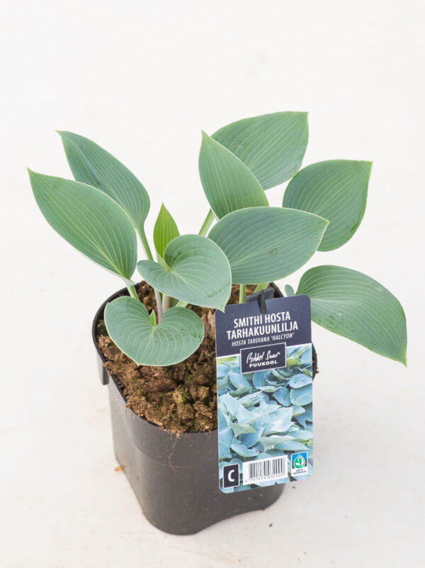 Smithi hosta 'Halcyon' P14 Eestis kasvatatud