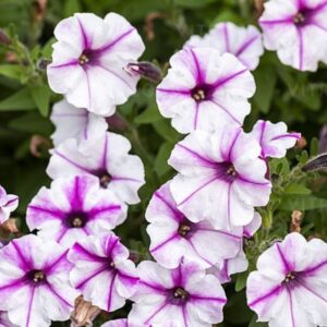 Petuunia ‘Bubbles Butterfly’ 10tk