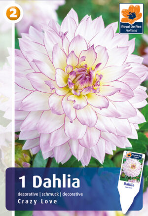 Daalia ‘Crazy Love’ 1tk