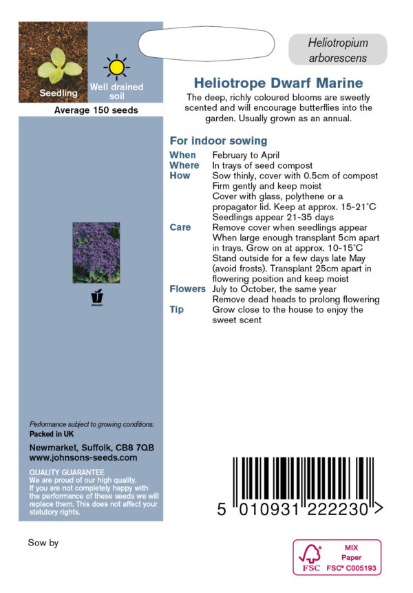 Harilik heliotroop 'Dwarf Marine'