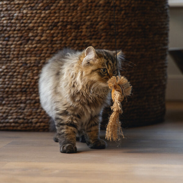 Mänguõng kassile Lõvi