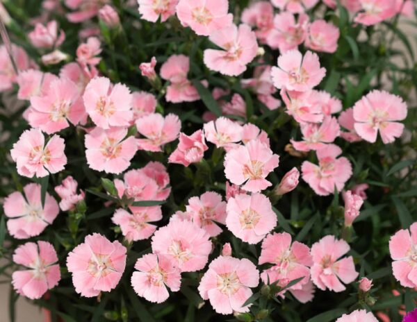 Hübriidnelk 'Freya'® P12 Eestis kasvatatud