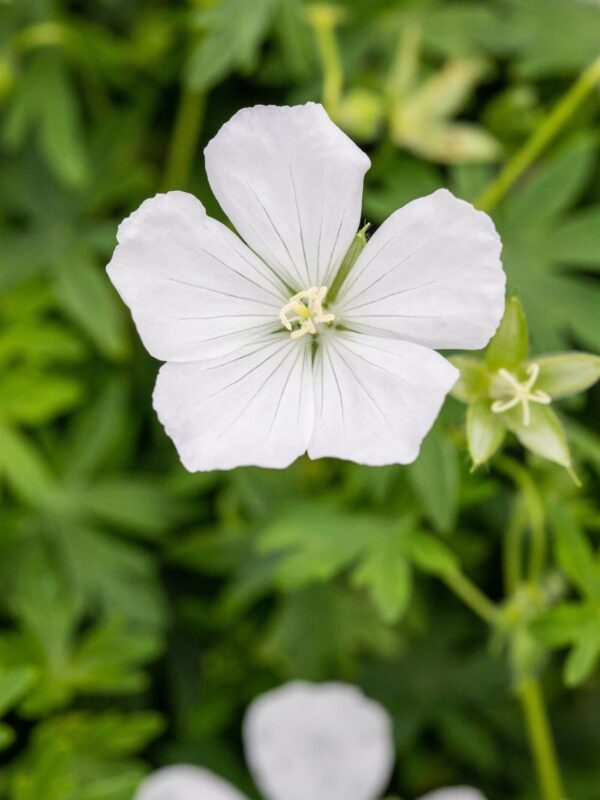 Alpi aster 'Albus' P12