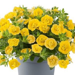 Puispetuunia ‘Twist Double Yellow’ 10tk