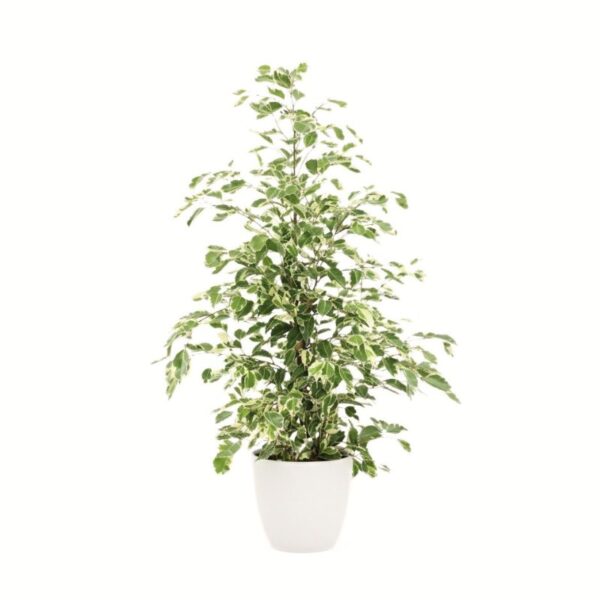 Bensoe-viigipuu 'Twilight' P21 75cm