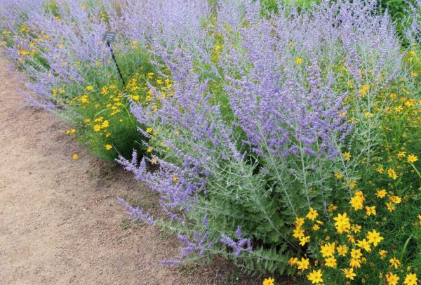 Harilik perovskia 'Little Spire' P17 Eestis kasvatatud