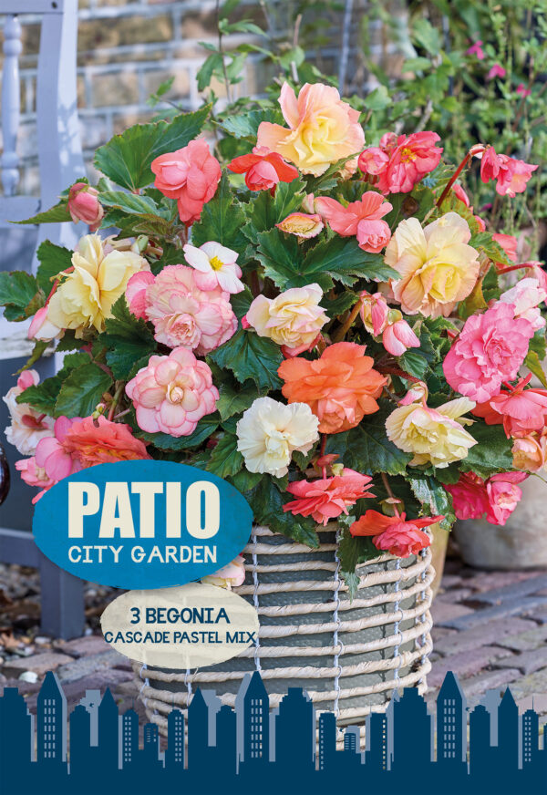 Begoonia 'Pastel' erinevad 3tk