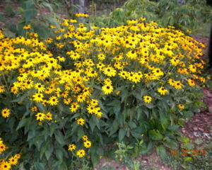 Päevakübar ‘Goldstrum’ P12 Eestis kasvatatud