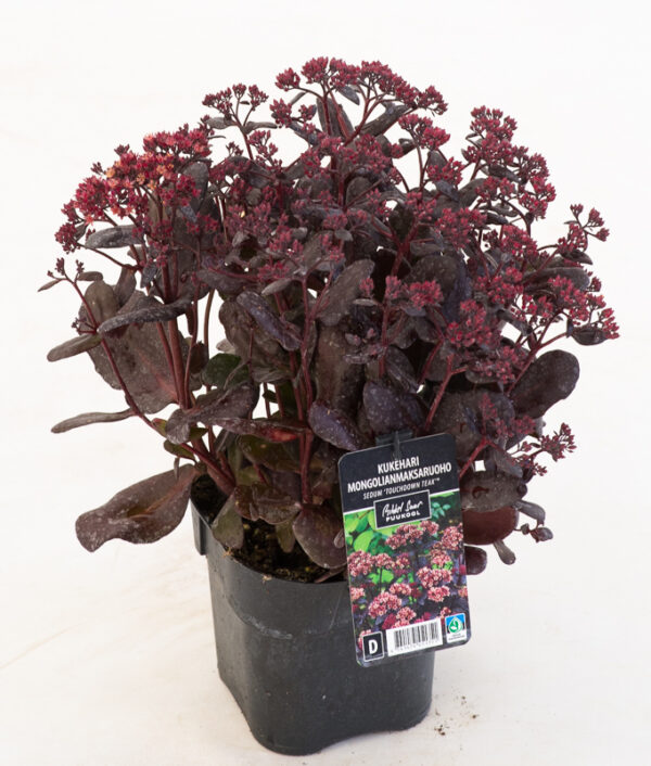 Kukehari 'Touchdown Teak' P17 Eestis kasvatatud