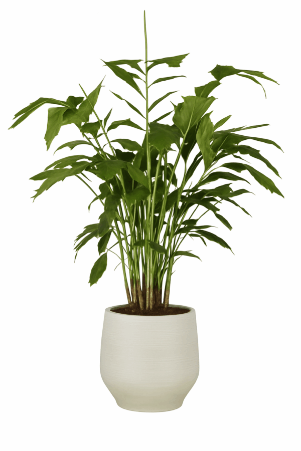 Mahe kalasabapalm P32 200cm