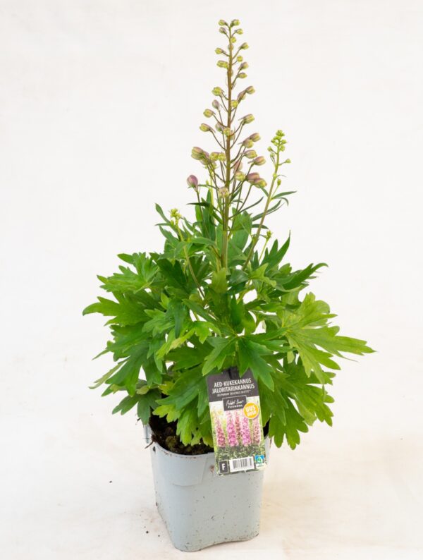 Kukekannus 'Delgenius Chantay' P19 Eestis kasvatatud