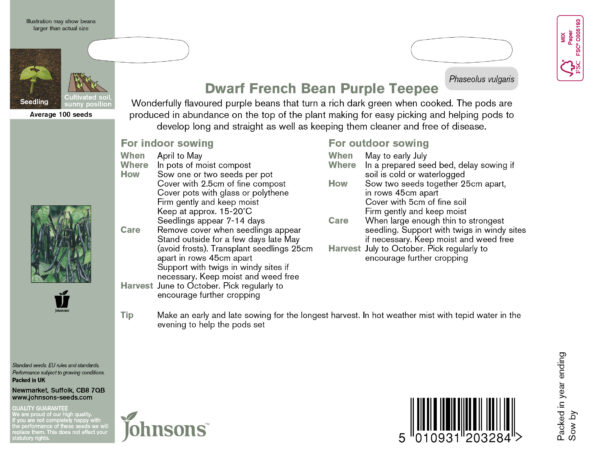 Aeduba 'Purple Teepee' 100s