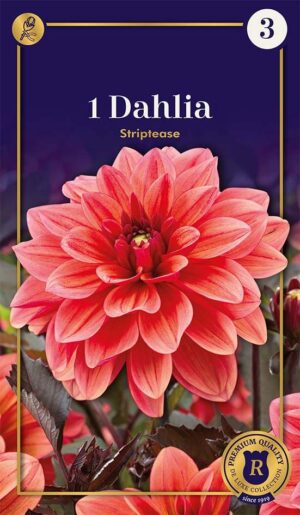 Daalia ‘Striptease’ 1tk