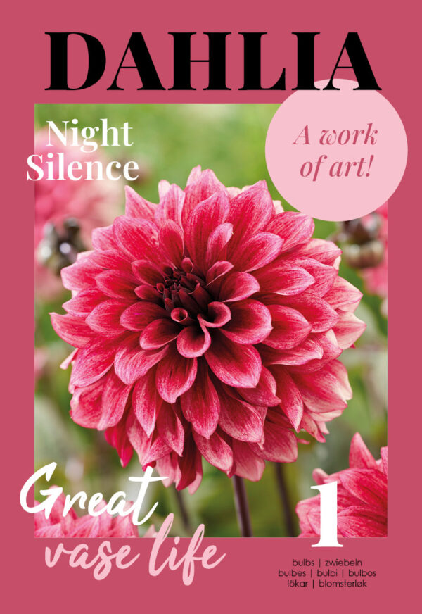 Daalia 'Night Silence' 1tk