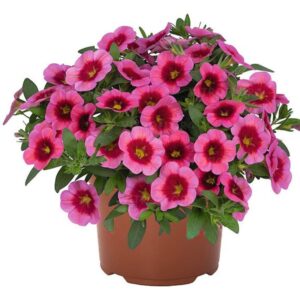 Puispetuunia ‘Aloha Kona Strawberry’ 10tk