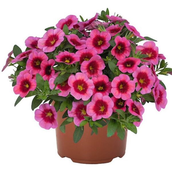 Puispetuunia 'Aloha Kona Strawberry' 10tk