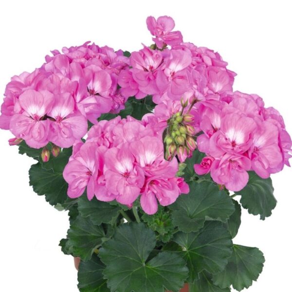 Viirpelargoon 'Savannah™ True Pink' 10tk