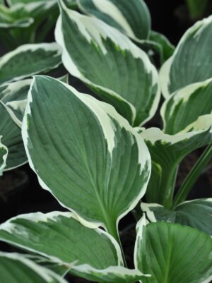 Hosta ‘Francee’ P14 Eestis kasvatatud