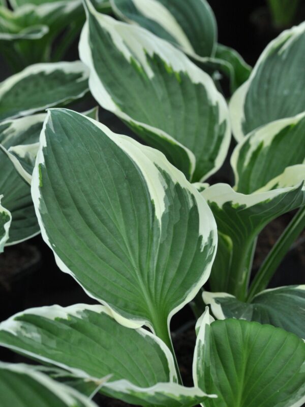 Hosta 'Francee' P14 Eestis kasvatatud