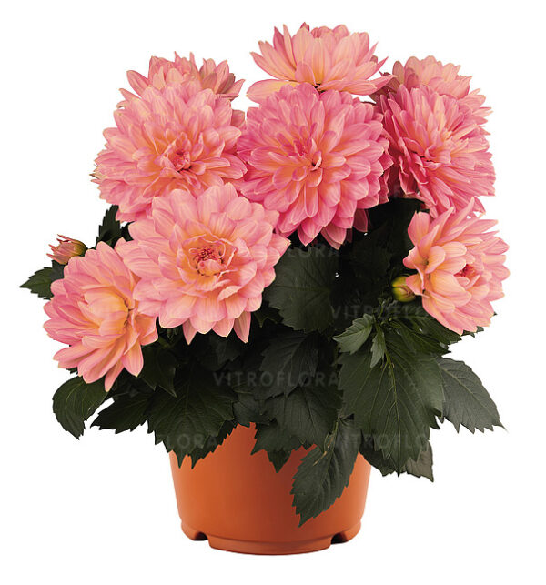 Suvidaalia 'XXL Merida' 10tk