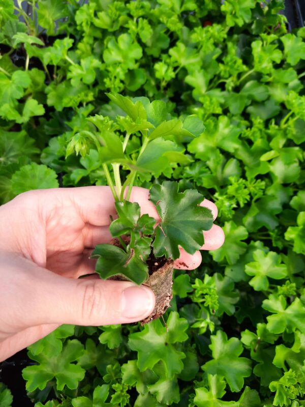 Viirpelargoon 'Savannah™ TexMex Merlot Sizzle' 10tk